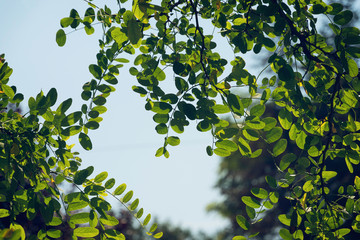 Acacia leaves nature background.