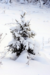 beautiful winter in the forest