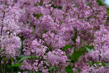 blooming lilac