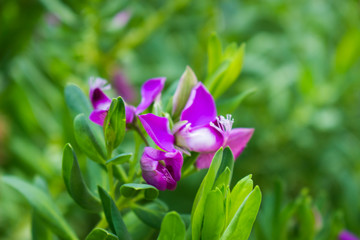 Obraz premium pink flower in garden