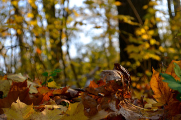 Autumn in forest