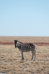 Fototapeta na wymiar Single, lonley buchells zebra standing in open savannah withblue sky looking at camera, Etosha National Park, Namibia