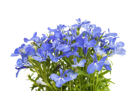 Fototapeta Lobelia blue isolated