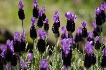 Spring Lavender in the Sun