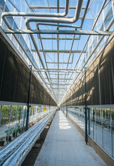 Fototapeta premium glass roof interior with pipes and walls in modern greenhouse, photo in length