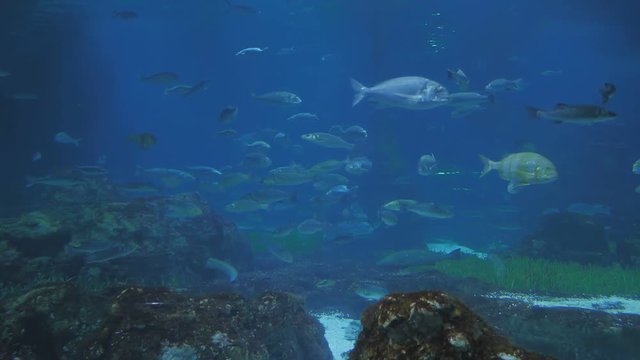 Aquarium with fish and sharks.