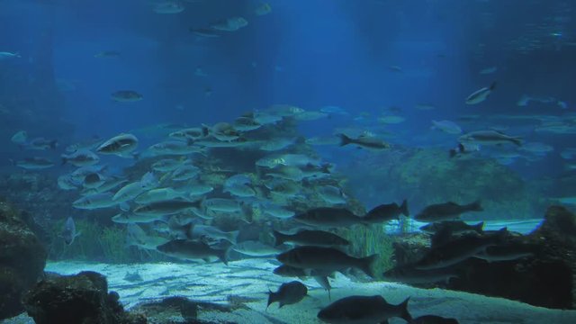Aquarium with fish and sharks.
