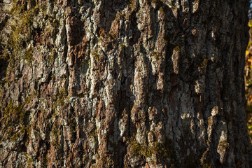 Tree bark texture, brown texture. Nature.