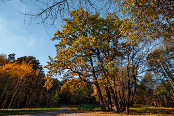 Autumn park with orange and red trees , natural seasonal hipster background