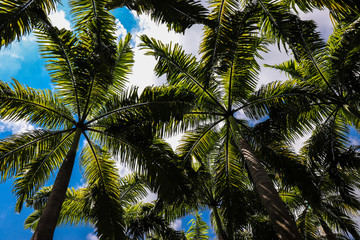 Fototapeta na wymiar Coconut trees tropical sign