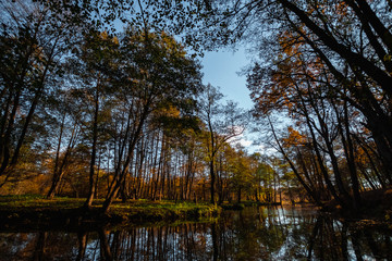 Fototapeta na wymiar Creative background, nature, Autumn river forest. Golden autumn.