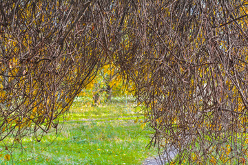Autumn branches without leaves in the park