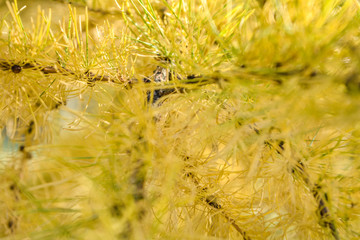 Yellow Sprig of European Larch or Larix decidua on blurred background