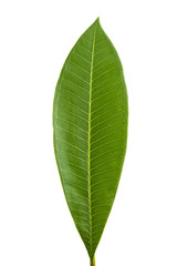 Obraz premium frangipani leaf isolated