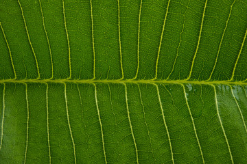 frangipani leaf isolated