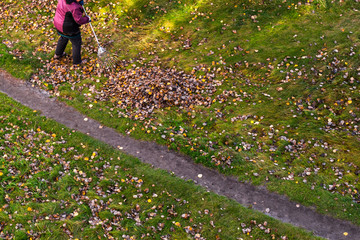janitor cleans fallen dry leaves in autumn