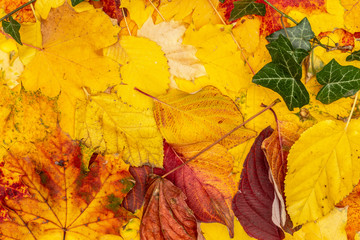Autumn falling maple leaves background