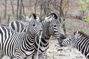 Fototapeta na wymiar A pair of plains zebra (Equus quagga) in bushland, Sabi Sands, Greater Kruger, South Africa