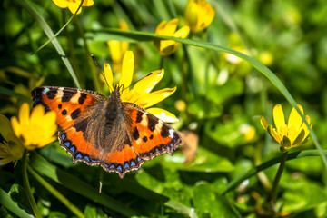 Close-up of Aglais urticate, small totoiseshell,sitting on buttercup