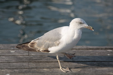 gaviota