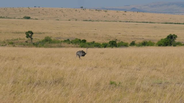 Ostrich Goes And Looks For Food In The African Savannah