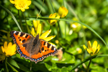 Close-up of Aglais urticate, small totoiseshell,sitting on buttercup