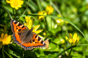 Close-up of Aglais urticate, small totoiseshell,sitting on buttercup