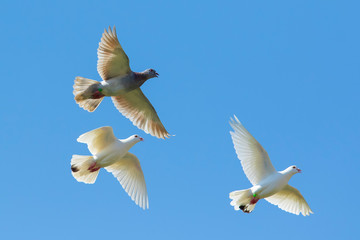 three speed racing pigeon bird flying against clear blue sky