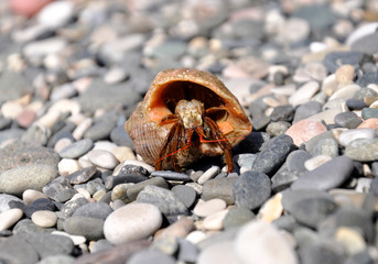 cancer hermit on pebbles