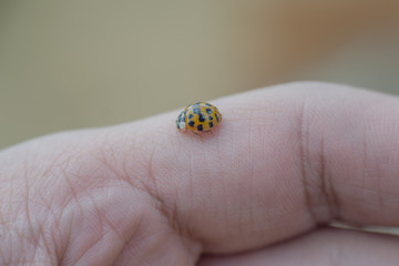 Little colored ladybug rests in one hand