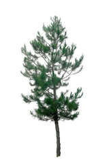 Pine tree on white background