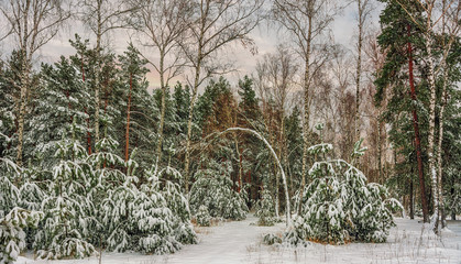 trip to the snowy forest. snow. snowfall. walk in the woods.