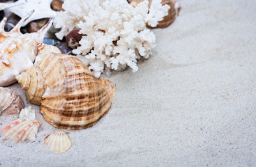 Seashells on the sand. Summer beach background in Thailand with copy space for text