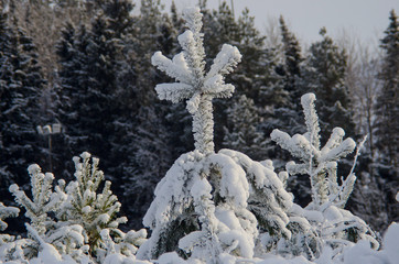 beautiful winter in the forest