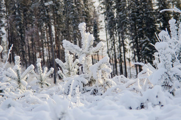 beautiful winter in the forest