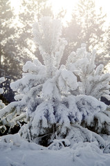 beautiful winter in the forest