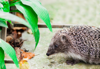 European hedgehog (Erinaceus europaeus) in the yard under a bush © Inna