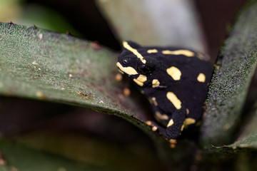Bumblebee toad sitting in a bromeliad