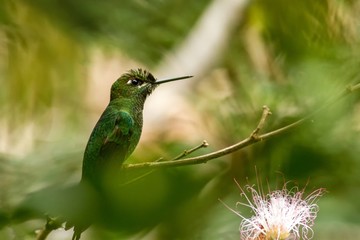 Violet-fronted Brilliant, Heliodoxa leadbeateri sitting on branch, bird from tropical forest, Manu national park, Peru, hummingbird perching on flower, enough space in green background, tiny bird