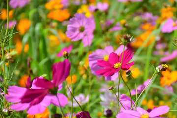 colorful cosmos in the garden, Cosmos flower in full bloom, Landscape of nature background.