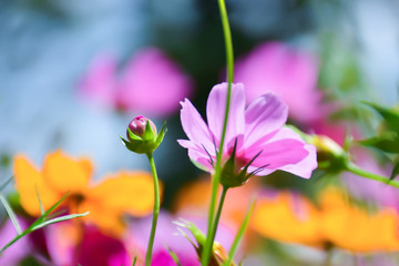 colorful cosmos in the garden, Cosmos flower in full bloom, Landscape of nature background.