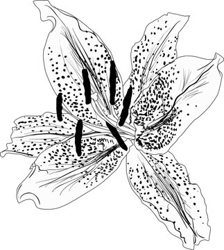 black lily flower single sketch isolated on white