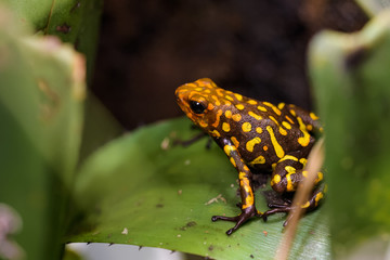 Harleking poison dart frog sitting in a bromeliad