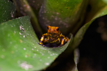 Harleking poison dart frog sitting in a bromeliad