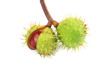 chestnuts isolated on white background. Healthy background.