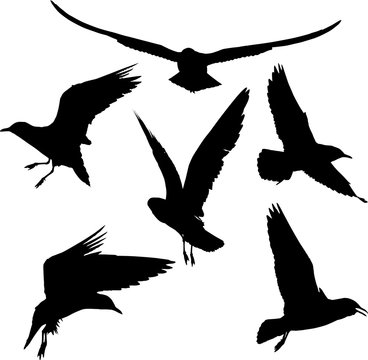 set of six gull black silhouettes