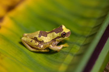 Hourglass tree frog on a banana leaf
