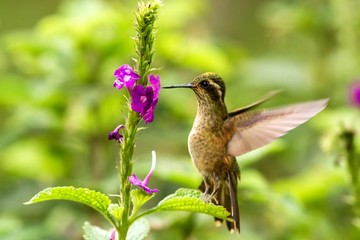 Speckled Hummingbird, Adelomyia melanogenys hovering next to violet flower, bird from tropical forest, Manu national park, Peru, hummingbird perching on flower, enough space in green background, tiny 