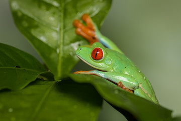 Red eyed tree frog on a coffee plant