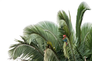 Red-and-green macaws (Ara chloropterus) grooming its feathers on tree in Manu National Park, Peru, beautiful birds in amazon rain forest, beautiful parrots, wildlife scene from nature © Ji